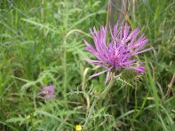 Riserva_naturale_Fiumefreddo - Galactites_tomentosa_20100207 094.jpg